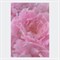 Бумага влагостойкая двухсторонняя,  «Розовая белинда»,  38 × 50 см 9257346